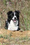 BORDER COLLIE 323